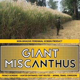 Real World Wildlife Products Giant Miscanthus 100 Rhizome Bag GIANT-MISCANTHUS-100RHIZOME